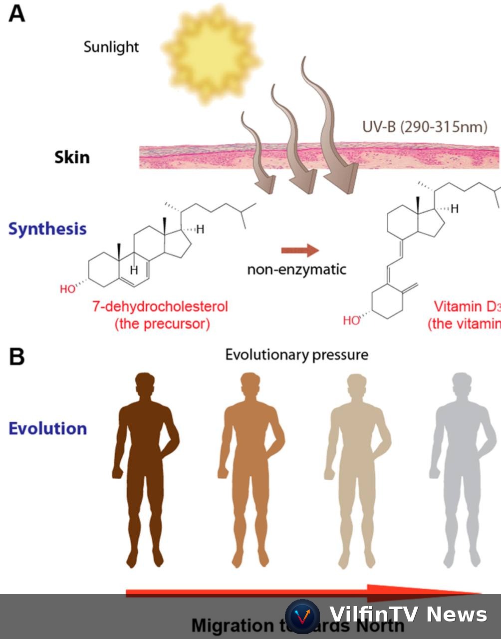 Diagram showing UV-B converting 7-dehydrocholesterol to Vitamin D3 in skin, and the evolution of skin tone with northward migration