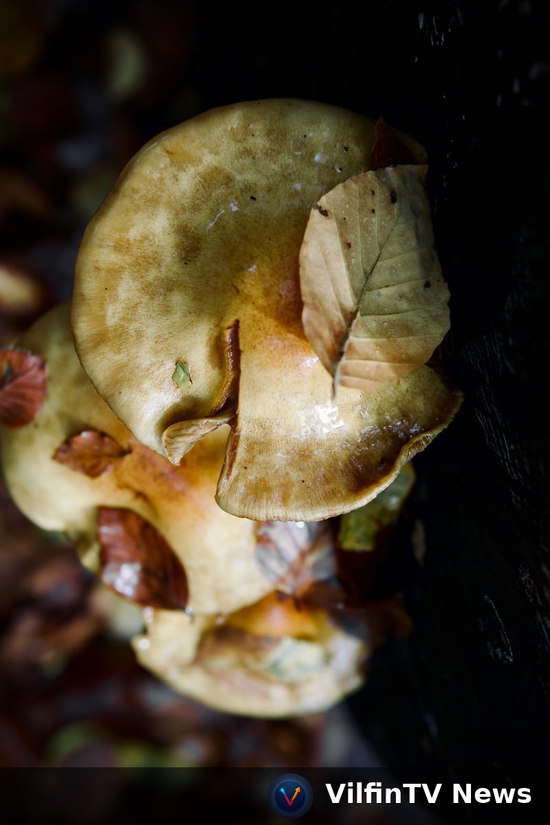 Mycelium mushroom leather source material