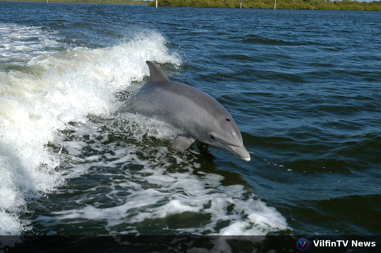 The Mirror and the Leap — Bottlenose Dolphins, 60 Years of Scientific Revelation, and the Performance That Proves We Are Not Alone