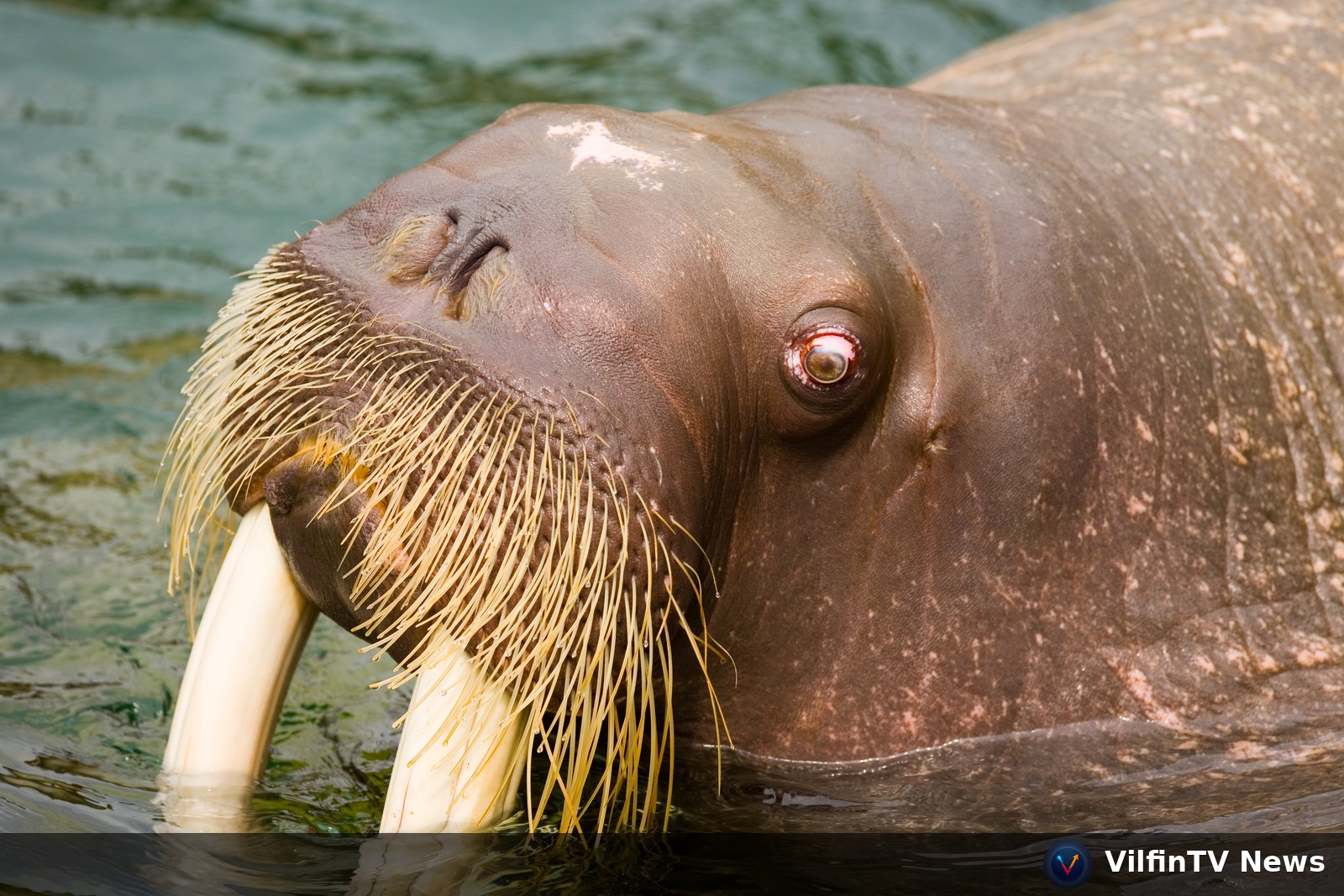 720 Kilograms of Genius — The Walrus, Its Arctic World, and the Science Behind One of Nature's Most Unexpectedly Brilliant Animals